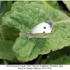 pieris brassicae female3